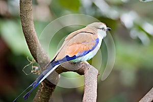 Racket-tailed Roller Coracias spatulatus perched on branch