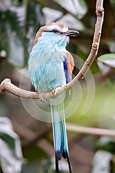 Racket-tailed Roller Coracias spatulatus perched on branch