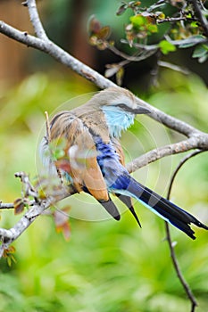 A racket-tailed roller prunes himself on a tree branch.