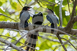 Racket-tailed Treepie