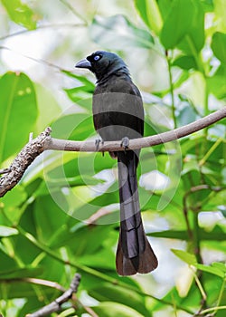 Racket-tailed Treepie