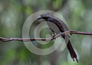 Racket-tailed Treepie  Crypsirina temia  on branch tree in park of Thailand