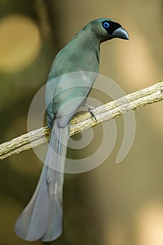 Racket-tailed Treepie