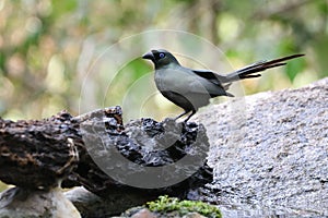 Racket-tailed Treepie perched on rocksCrypsirina temia