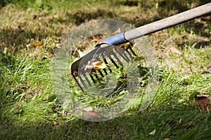 Racking the grass autumn time photo