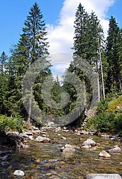 Rackova stream with trees in Zapadne Tatry