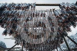 Racks full of dried codfish, Lofoten, Norway.