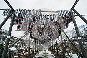 Racks full of dried codfish, Lofoten, Norway.