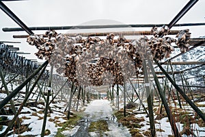 Racks full of dried head of codfish, Lofoten, Norway.