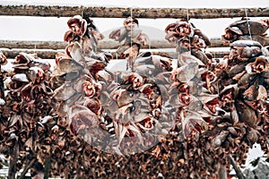 Racks full of dried head of codfish, Lofoten, Norway.