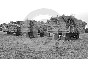 Racks loaded with bundles for threshing(black and white)