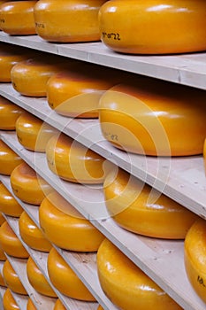 Racks of maturing Edam cheese