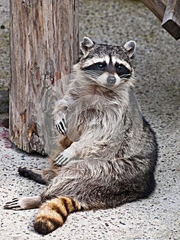 Racoon