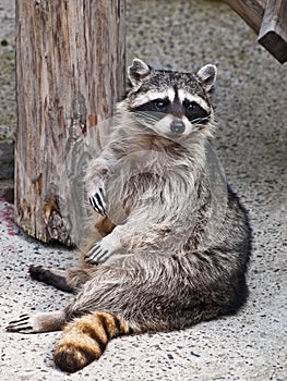 Racoon