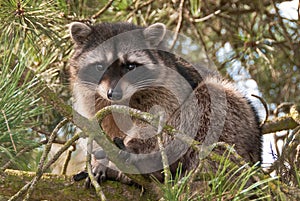 Racoon