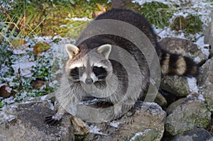 Racoon