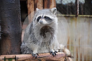 Racoon