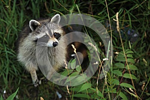 Racoon