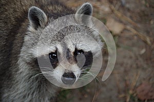 Racoon