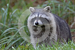 Racoon