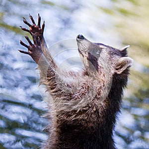 Racoon begging for food