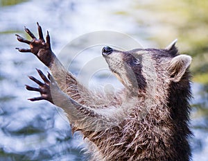 Racoon begging for food