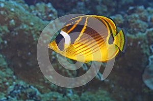 Racoon Butterfly Fish