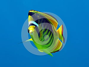 Racoon butterfly fish