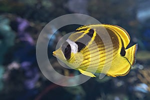 Racoon Butterfly Fish - Chaetodon lunula , tropical coral fish photo