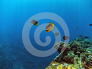 Racoon Butterflyfish Chaetodon lunula photo