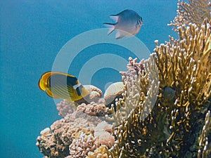 Racoon Butterflyfish Chaetodon lunula photo