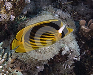 A Racoon Butterflyfish (Chaetodon lunula) in the Red Sea photo