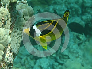 Racoon Butterflyfish (kikakapu)