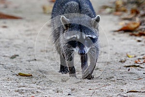 A racoon in the Cahuita National Park