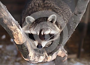 Racoon cute looking at camera