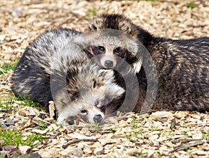 Racoon Dogs