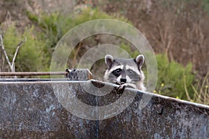 Racoon on a dumpster