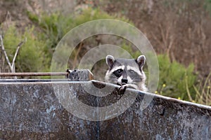 Racoon on a dumpster photo