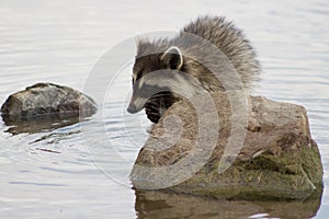 Racoon eating its catch