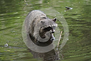 A racoon feeding at lakeside