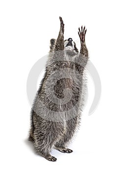 Racoon on hind legs, trying to reaching up