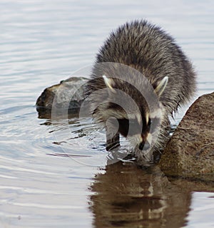 Racoon in lake moving among rocks