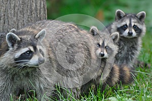 Racoon Mamma with babies