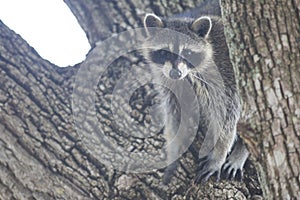 Racoon mammal in the wild Procyon lotor