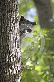 Racoon mammal in the wild Procyon lotor