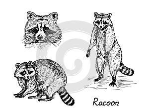 Racoon muzzle, sade view and standing on hind legs, with inscription, hand drawn doodle, sketch in gravure style, vector photo