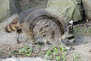 Racoon at nature park near Stuttgart, Germany