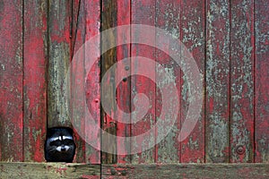 Racoon Peeking through Hole in Wall