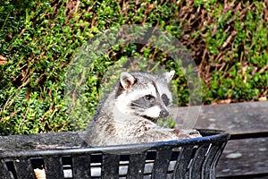 A racoon poking its head out of a trash can.