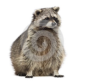 Racoon, Procyon Iotor, sitting, isolated